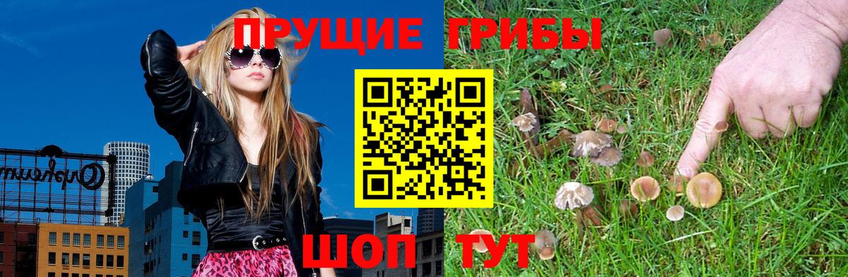 где купить наркоту  Вход с VPN  Нижний Тагил  Псилоцибиновые грибы Cubensis 